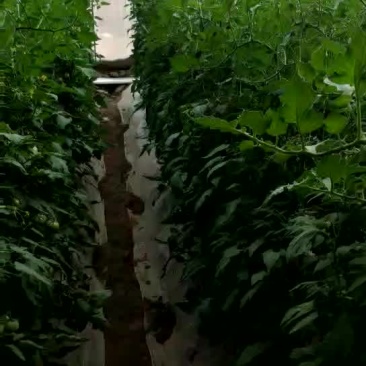 大红硬果