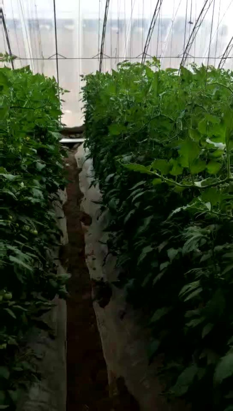 大红硬果
