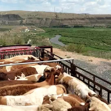 草牛公牛母牛