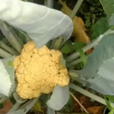 金花菜花2~3斤紧花米黄