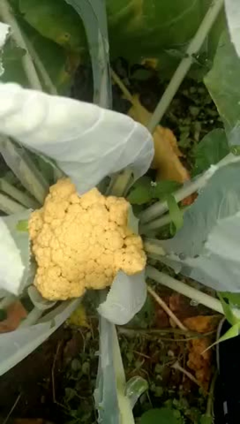 金花菜花2~3斤紧花米黄