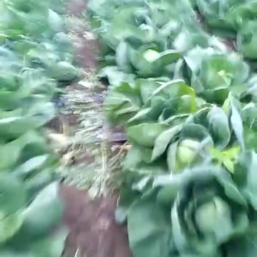 甘蓝白菜以上市！