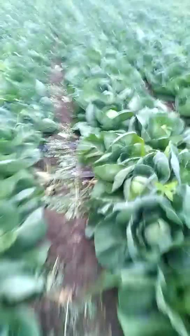 甘蓝白菜以上市！