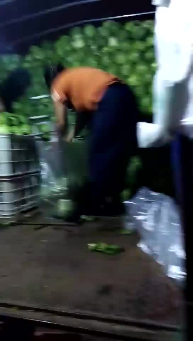 甘蓝白菜以上市！