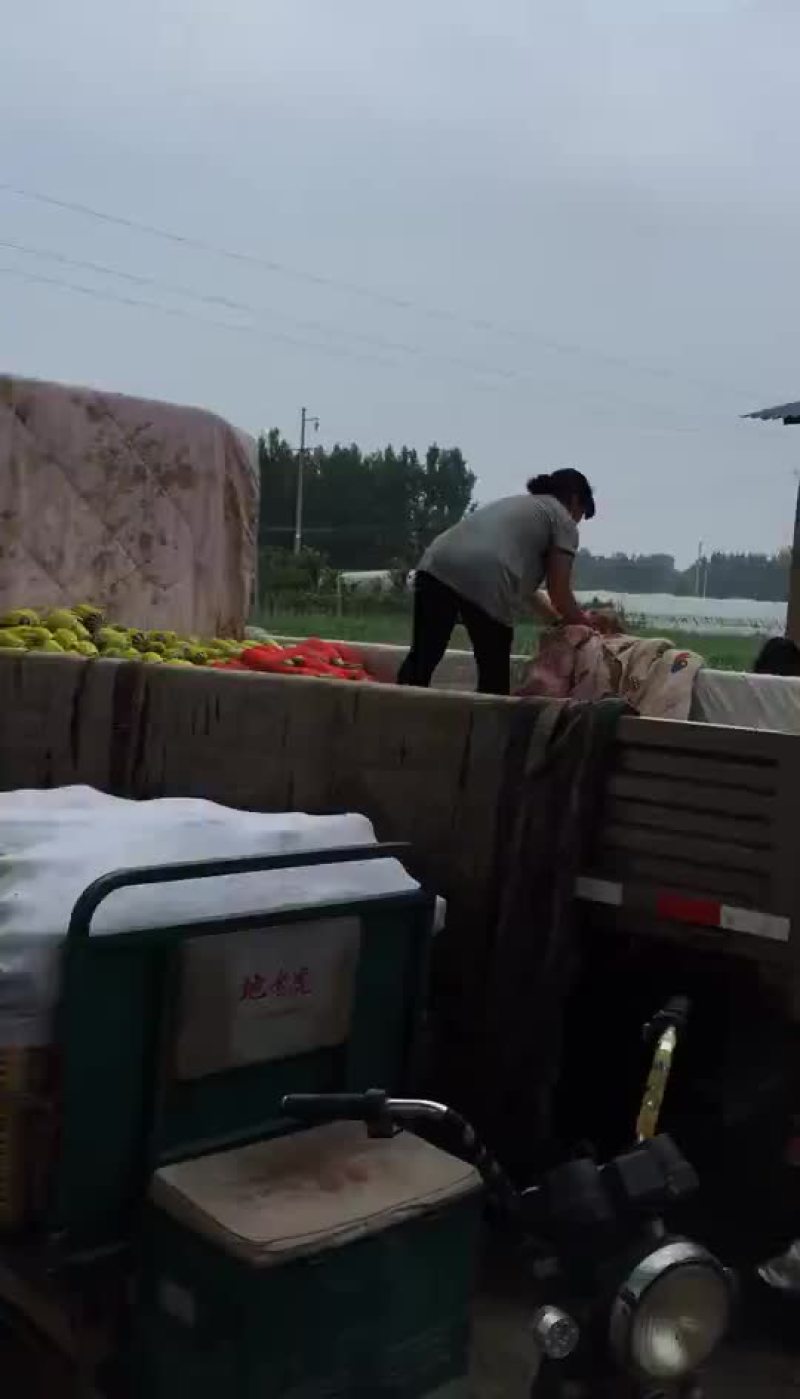 山东潍坊二k西瓜大量上市