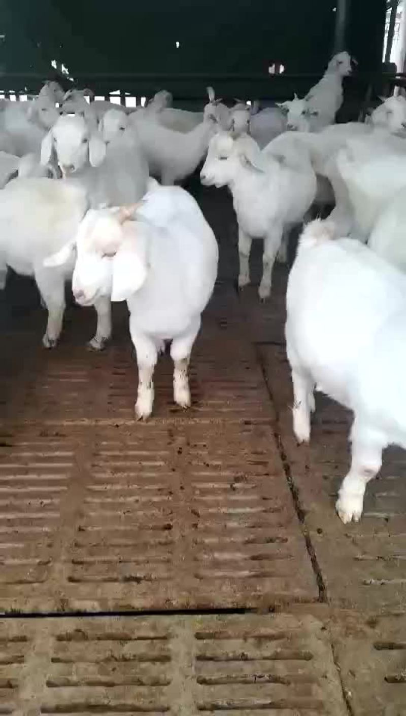 常年出售改良白山羊，，