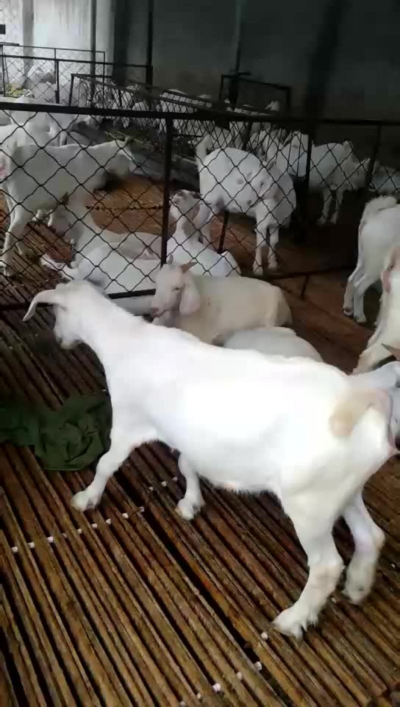 常年出售改良白山羊，，