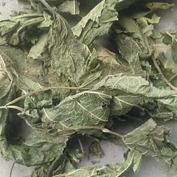 桑叶干青桑叶无农殘.无杂质高含量青桑叶