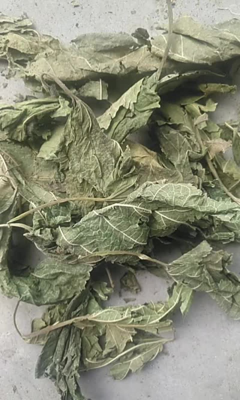 桑叶干青桑叶无农殘.无杂质高含量青桑叶