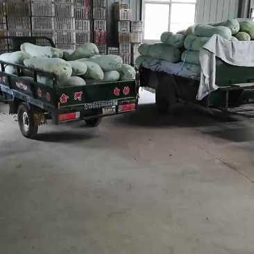 白东瓜，