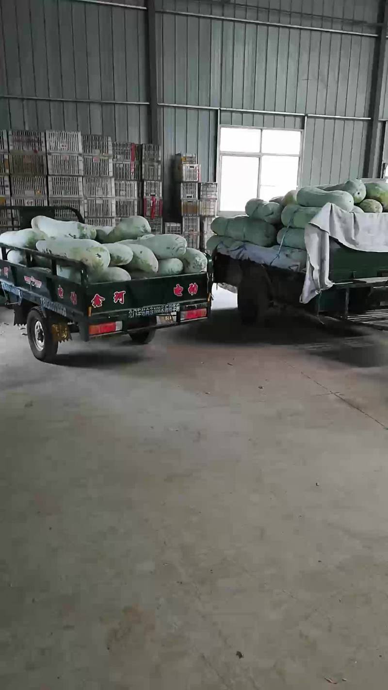 白东瓜，