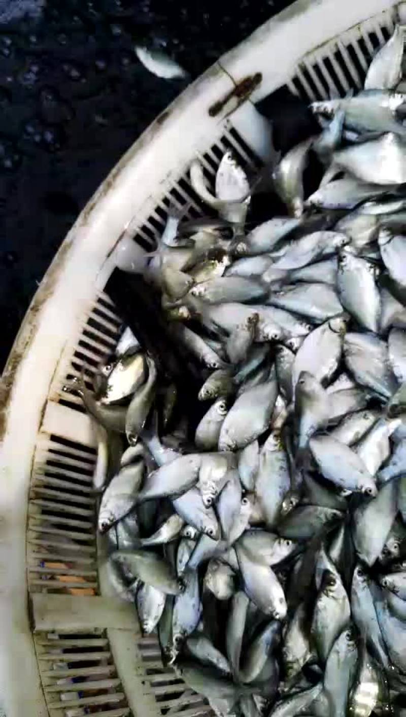 草鱼苗鲤鱼苗武昌鱼苗黑红回苗花白鲢苗青鱼