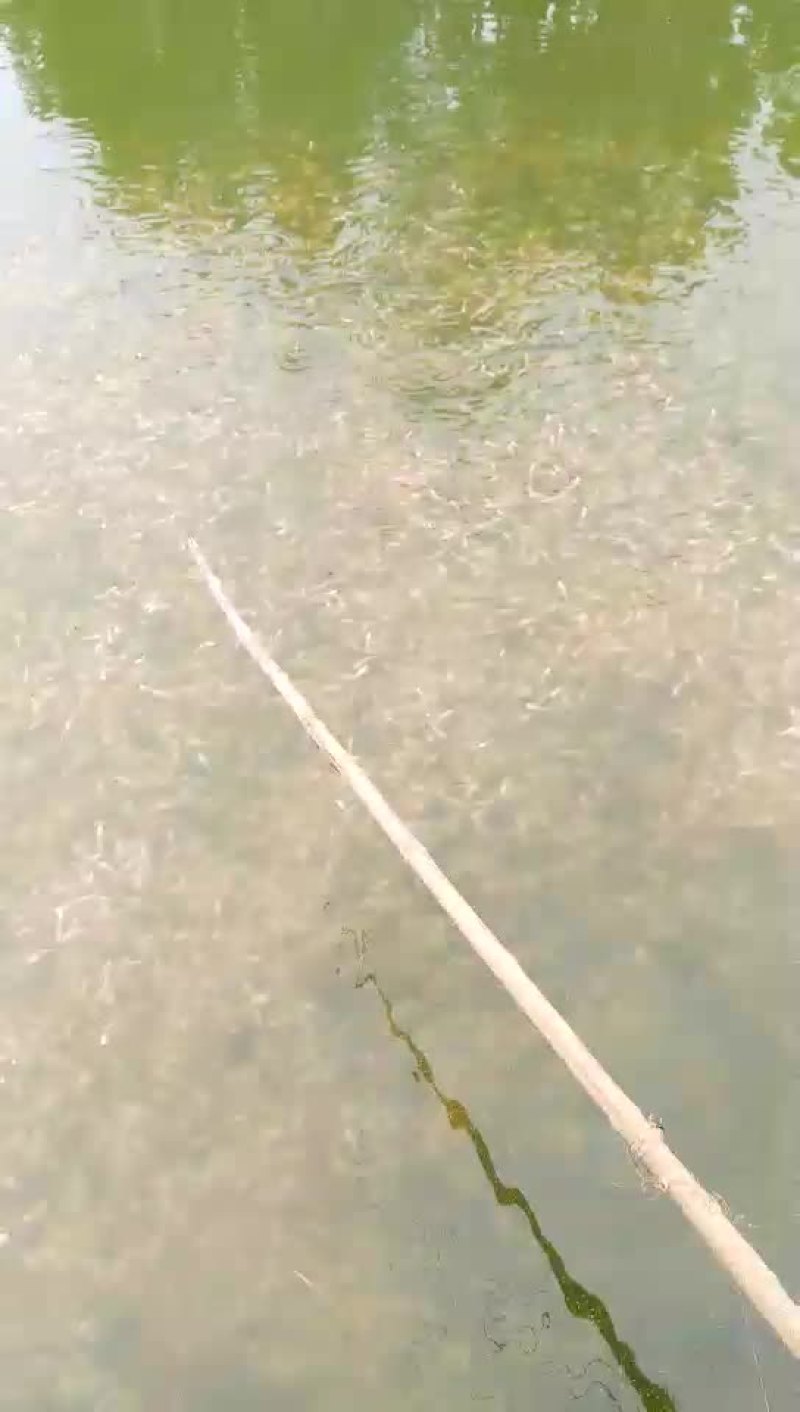 草鱼苗鲤鱼苗武昌鱼苗黑红回苗花白鲢苗青鱼