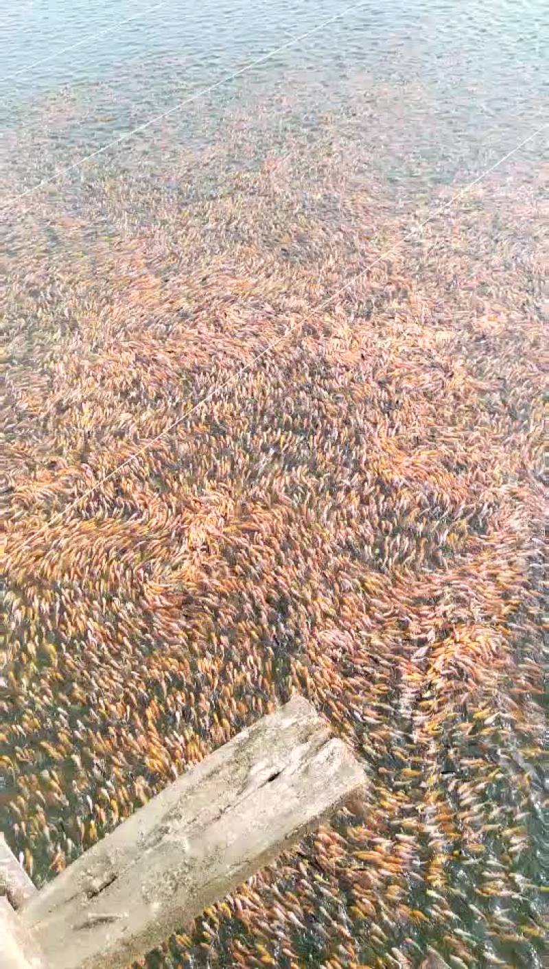 草鱼苗鲤鱼苗武昌鱼苗黑红回苗花白鲢苗青鱼