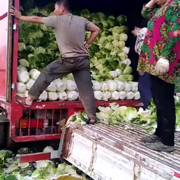 大白菜