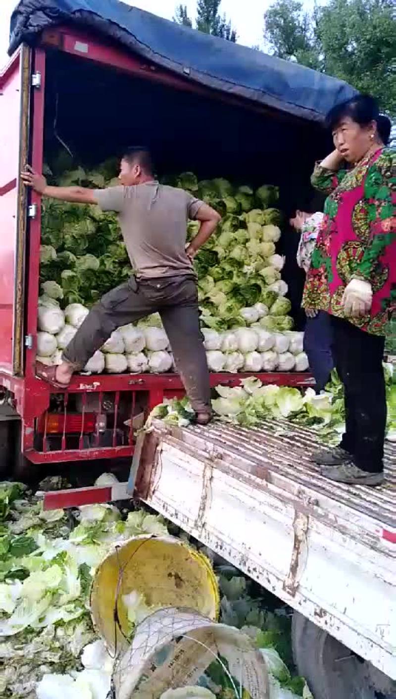 大白菜
