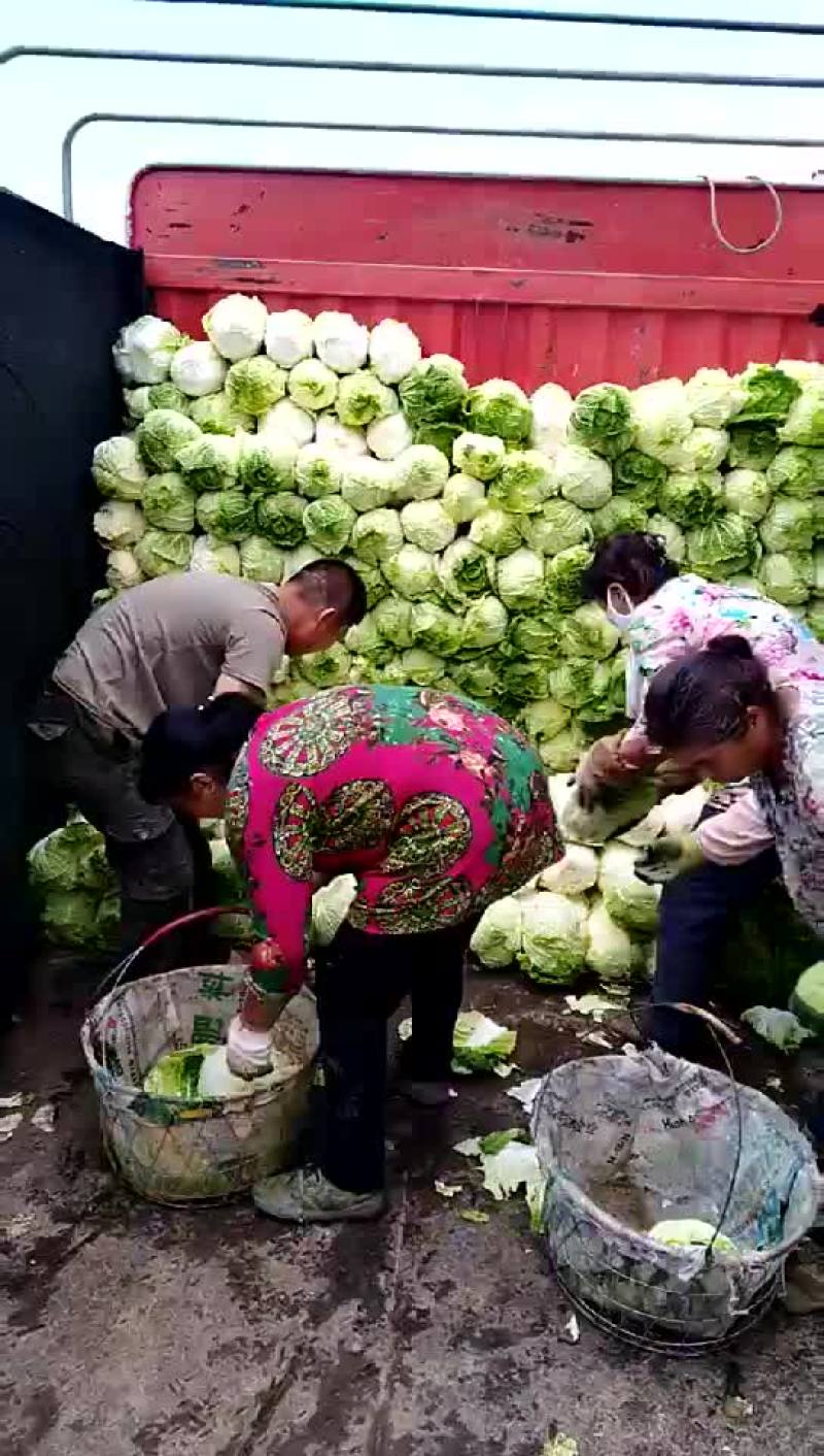 大白菜