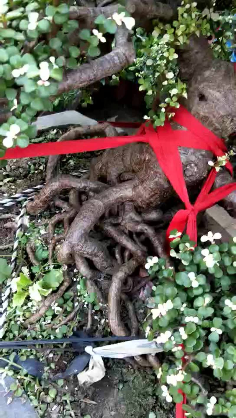 绿植盆栽