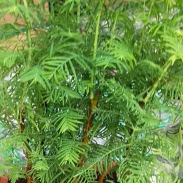 绿植盆栽