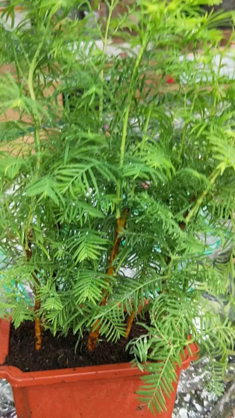 绿植盆栽