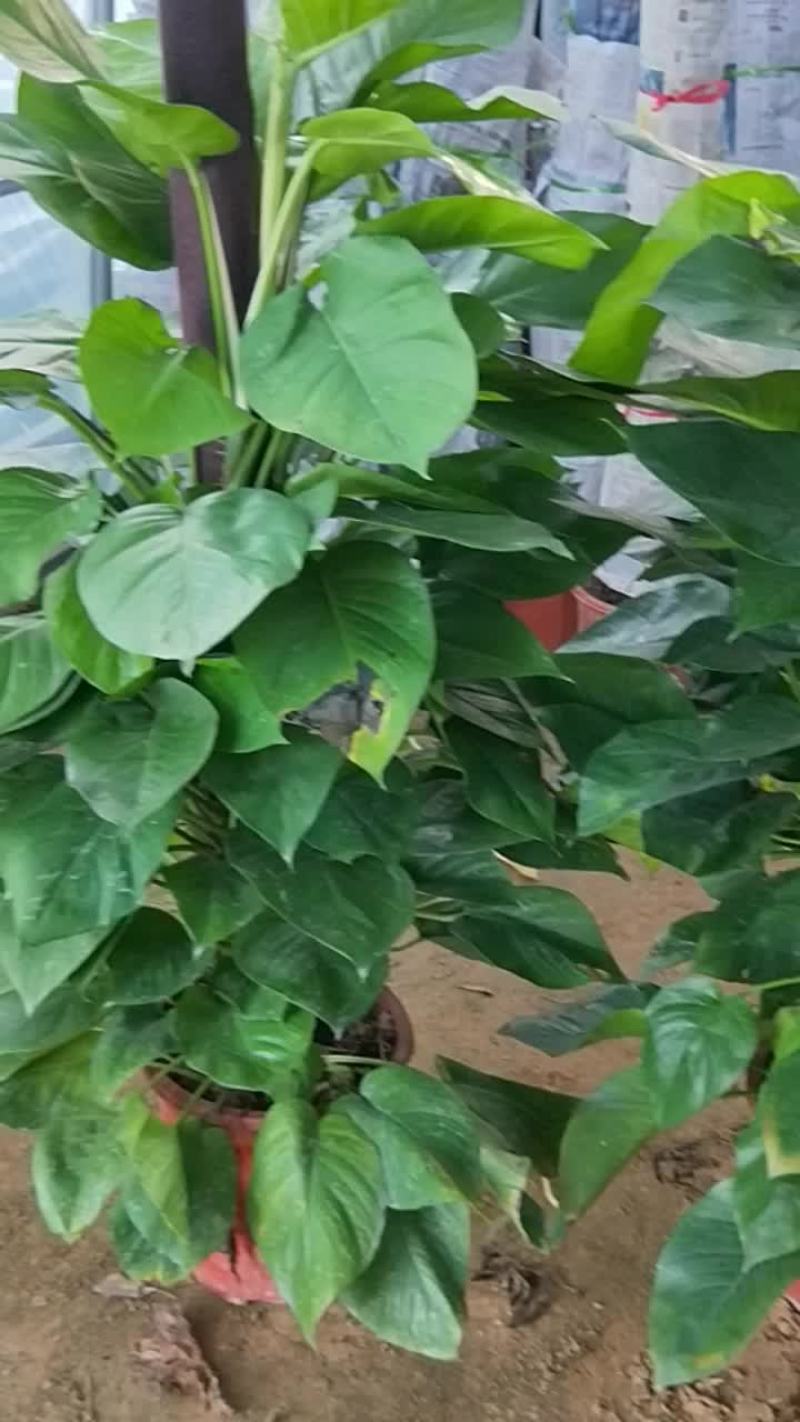 绿植盆栽