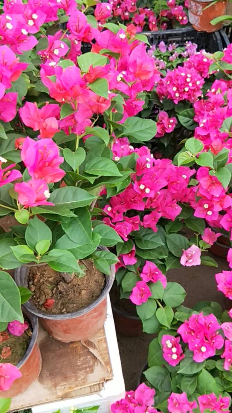 绿植盆栽