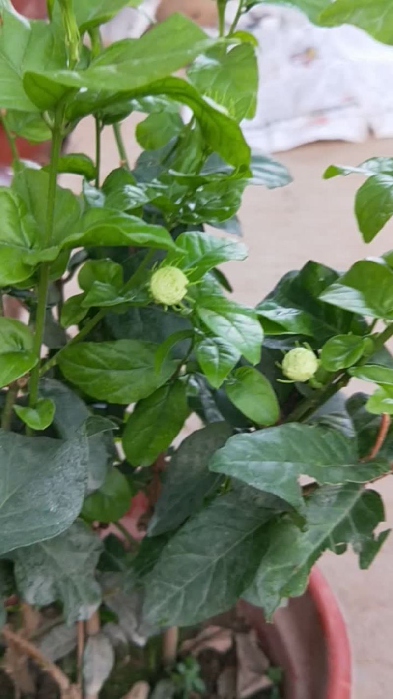 绿植盆栽