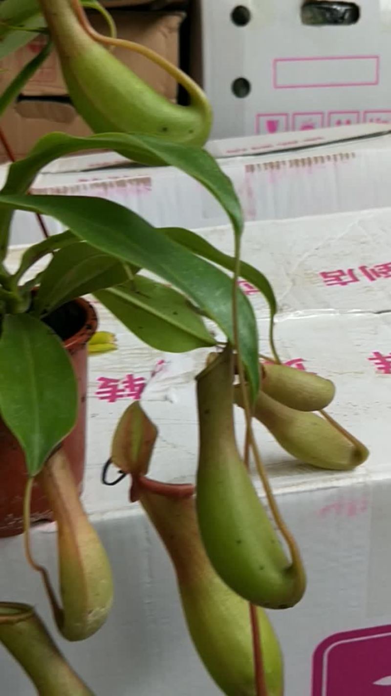 绿植盆栽