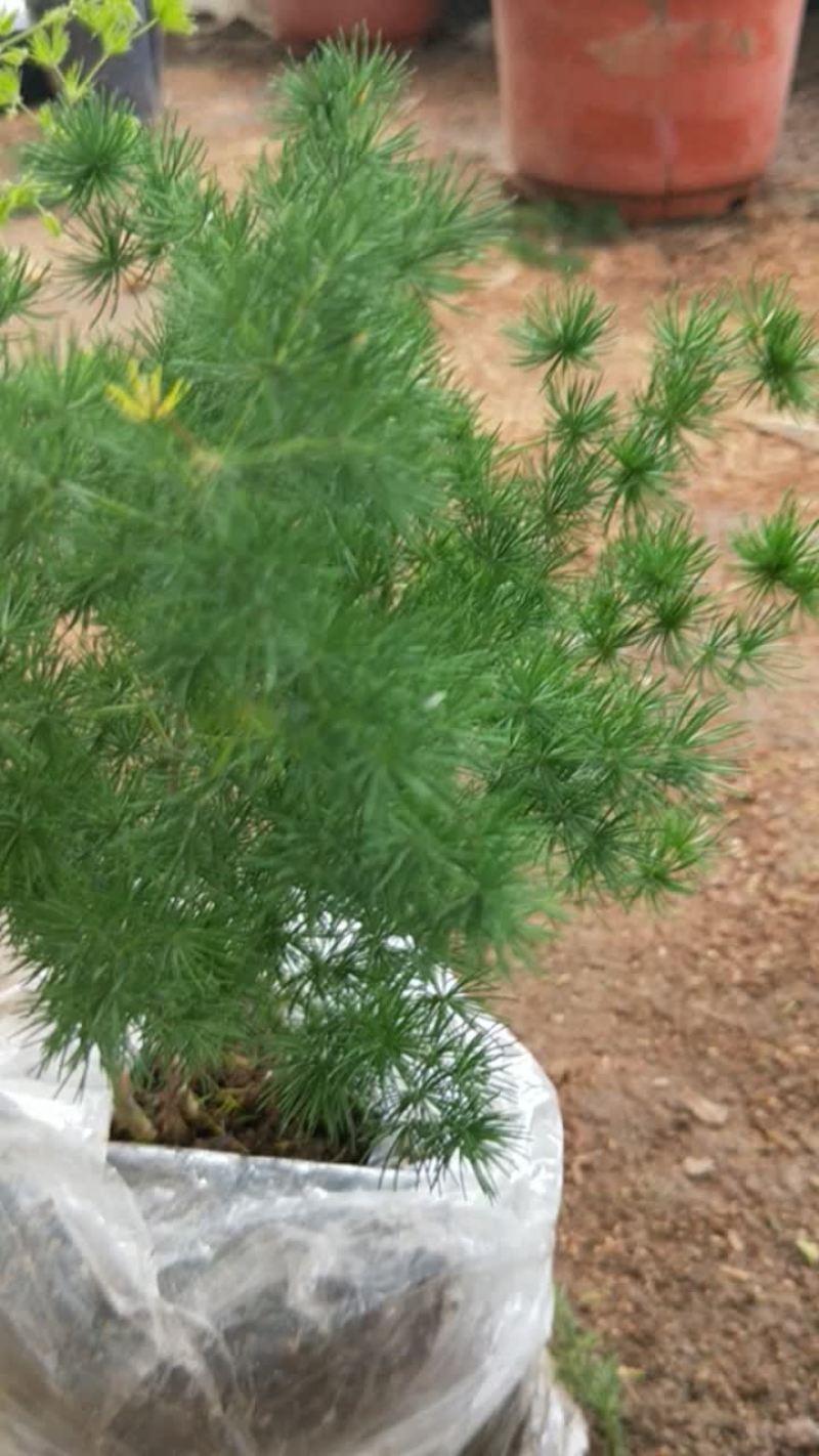 绿植盆栽