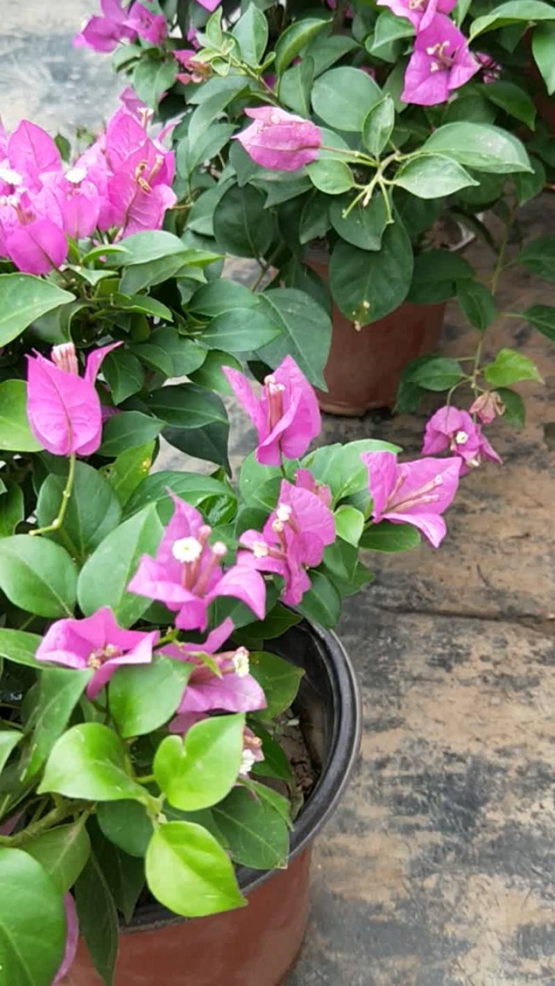 绿植盆栽