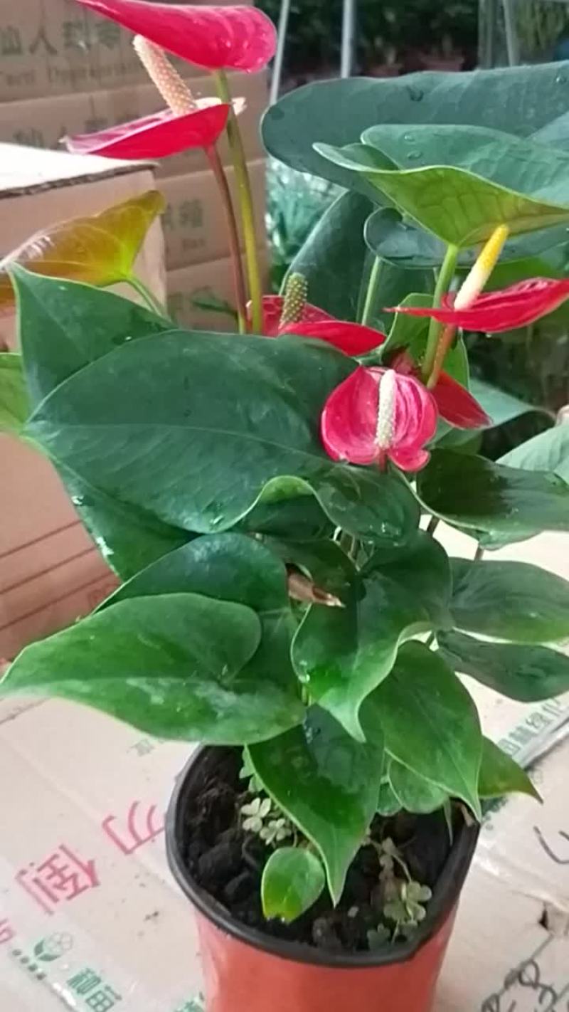 绿植盆栽