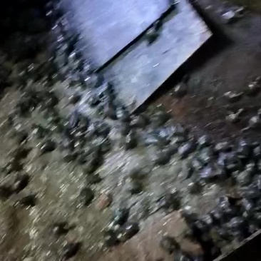 中华鳖甲鱼苗