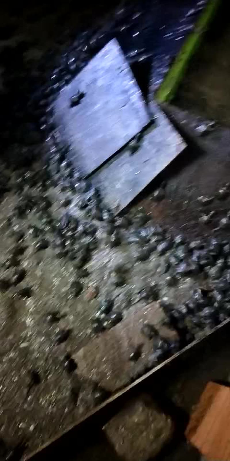 中华鳖甲鱼苗