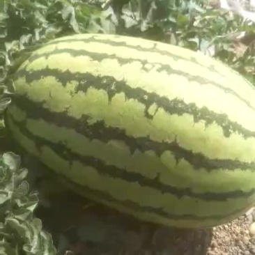 宁夏有名的硒砂瓜