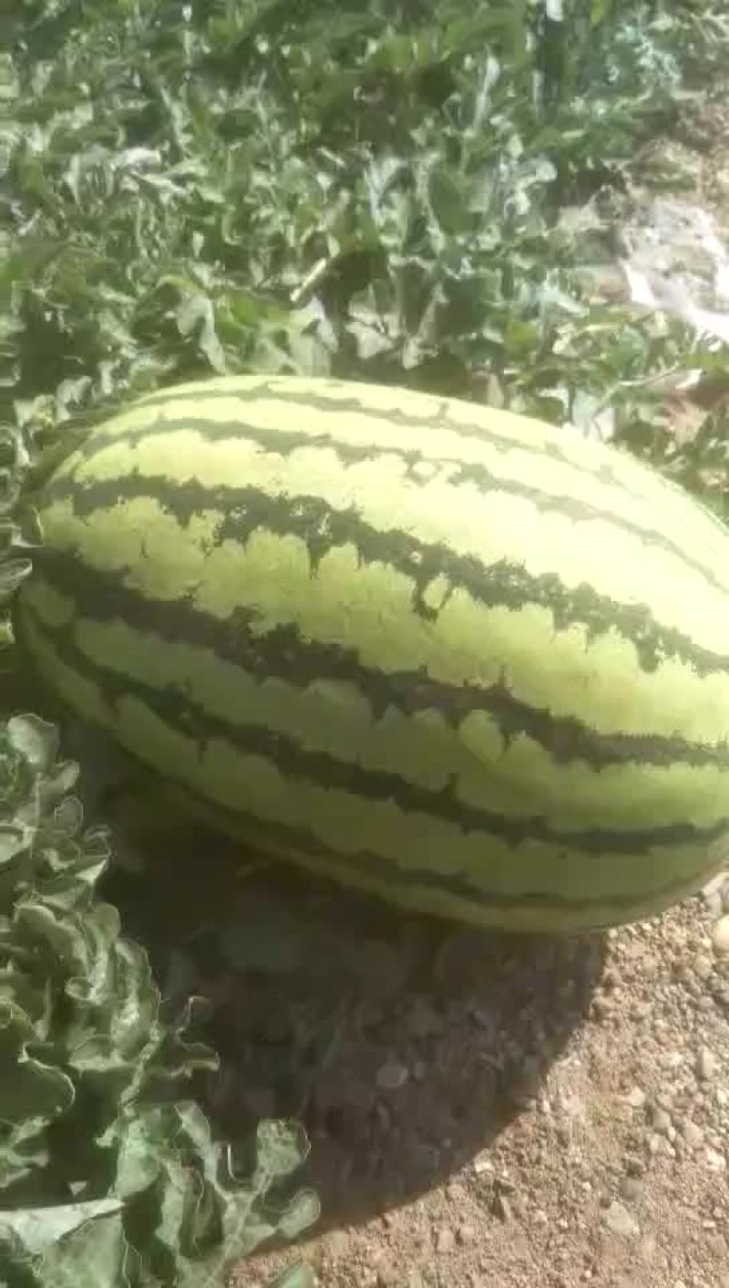 宁夏有名的硒砂瓜