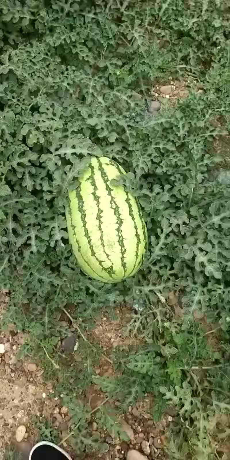 宁夏有名的硒砂瓜