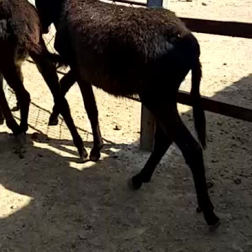 常年出售育肥黑驴养殖