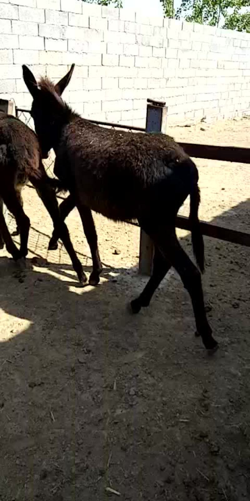 常年出售育肥黑驴养殖