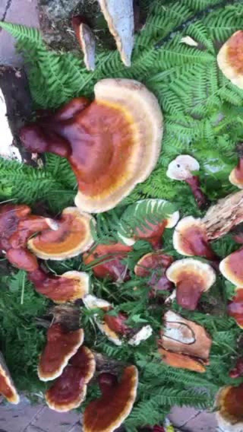 赤灵芝12~15公分