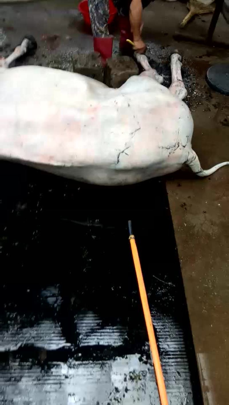 驴肉