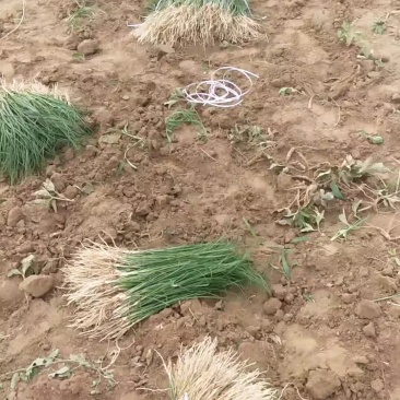 知母苗