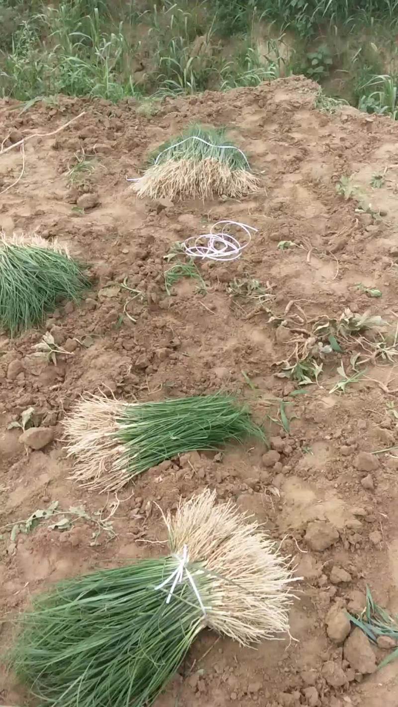 知母苗