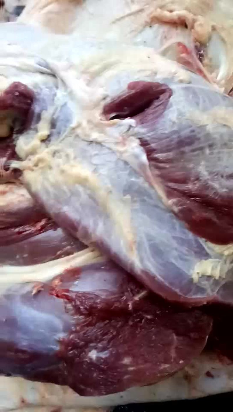 驴肉