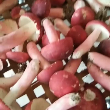 纯野生红菇