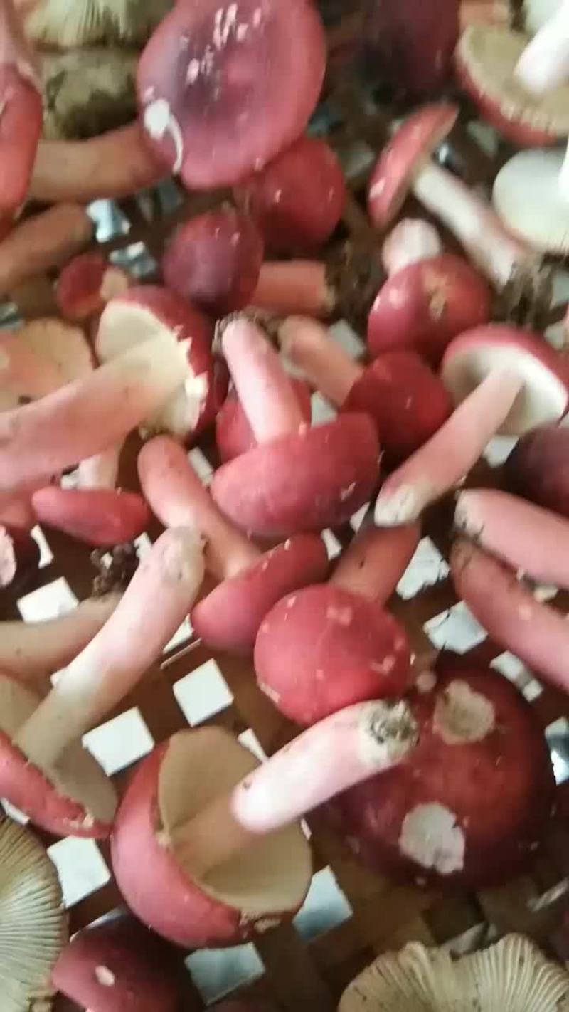 纯野生红菇