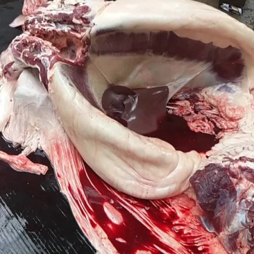 驴肉
