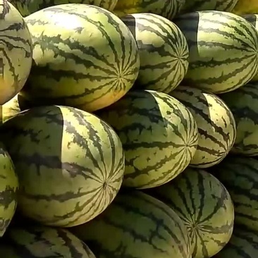 大量西瓜上市