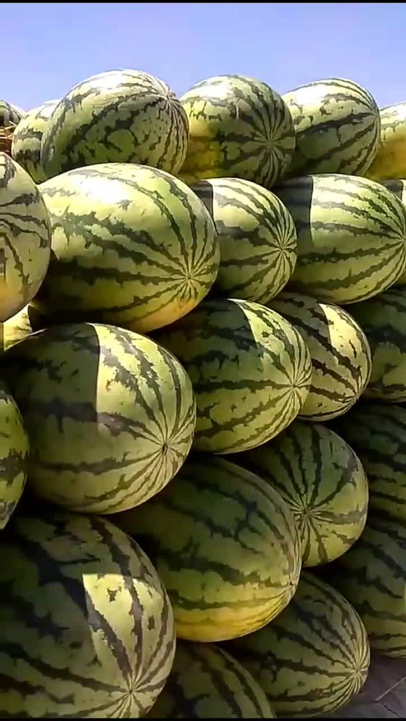 大量西瓜上市