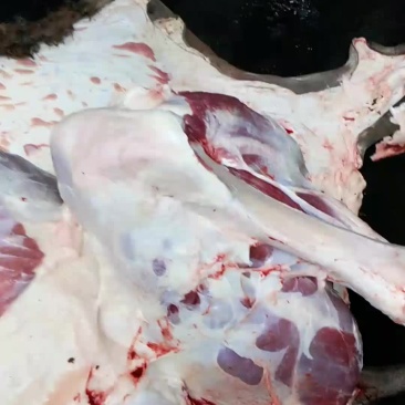 新鲜驴肉