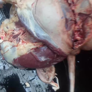 驴肉